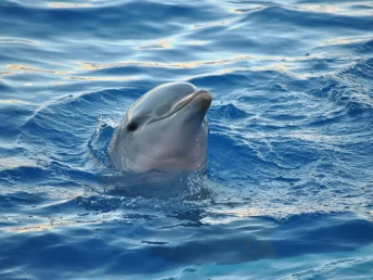 dolphin-893755_1920 (1)
